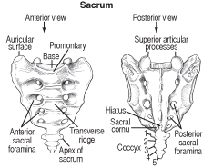 sacrum